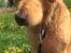 Golden retriever Arthur