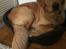 Golden retriever Arthur
