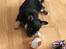 Chihuahua New Star Nova Be My Dream "Nova"