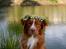 Nova scotia duck tolling retriever Shaggy Toller´s Foxy Aslan