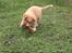 Nova scotia duck tolling retriever Shaggy Toller´s Foxy Aslan