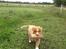 Nova scotia duck tolling retriever Shaggy Toller´s Foxy Aslan