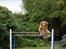 Nova scotia duck tolling retriever Shaggy Toller´s Foxy Aslan