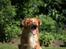 Nova scotia duck tolling retriever Shaggy Toller´s Foxy Aslan