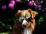 Nova scotia duck tolling retriever Shaggy Toller´s Foxy Aslan