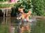 Nova scotia duck tolling retriever Shaggy Toller´s Foxy Aslan