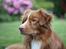 Nova scotia duck tolling retriever Shaggy Toller´s Foxy Aslan