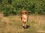Nova scotia duck tolling retriever Shaggy Toller´s Foxy Aslan