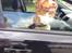 Nova scotia duck tolling retriever Shaggy Toller´s Foxy Aslan