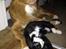 Nova scotia duck tolling retriever Shaggy Toller´s Foxy Aslan