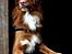 Nova scotia duck tolling retriever Shaggy Toller´s Foxy Aslan