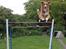 Nova scotia duck tolling retriever Shaggy Toller´s Foxy Aslan