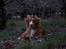 Nova scotia duck tolling retriever Shaggy Toller´s Foxy Aslan