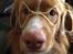 Nova scotia duck tolling retriever Shaggy Toller´s Foxy Aslan