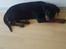 Rottweiler Kayla