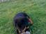 Rottweiler Kayla