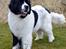 Newfoundlænder Moonshine lover's Zip Code Zhila