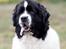 Newfoundlænder Moonshine lover's Zip Code Zhila