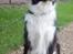 Border collie Kato - jeg ved godt jeg er smuk når jeg sidder her og troner