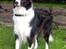 Border collie Kato - der var en gås der skrappede