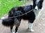 Border collie Kato - Katrine hvorfor snakker hende der med den store sorte dims til mig 