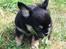 Chihuahua New Star Nova Be My Dream "Nova"