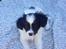 Papillon Lima