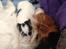 Papillon Lima
