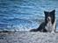 Border collie Satu (Hummelhund)