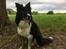 Border collie Satu (Hummelhund)