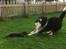 Border collie Satu (Hummelhund)