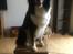 Border collie Satu (Hummelhund)