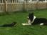 Border collie Satu (Hummelhund)
