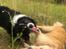 Border collie Satu (Hummelhund)