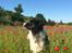 Border collie Satu (Hummelhund)