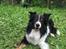 Border collie Satu (Hummelhund)