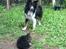 Border collie Satu (Hummelhund)