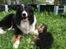 Border collie Satu (Hummelhund)