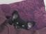 Chihuahua New Star Nova Be My Dream "Nova"