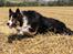 Border collie Jett R.I.P