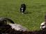 Border collie Jett R.I.P