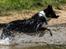 Border collie Jett R.I.P