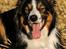 Border collie Jett R.I.P