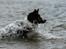 Border collie Jett R.I.P
