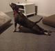 Bullterrier Groa