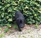 Labrador retriever Vedita ( verdens bedste hun ever ) savnet <3 R.I.P