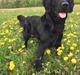 Flat coated retriever Bailey