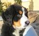 Berner sennenhund Trunte
