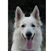 Hvid Schweizisk Hyrdehund Zero  27 Marts 2004 -    07 august 2015 