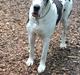 Grand danois Horsebjerg Athena (Himmelhund) 